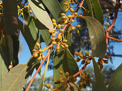 Eucalyptus camaldulensis ssp. arida bud Denzel Murfet Tarcoonyinna Creek